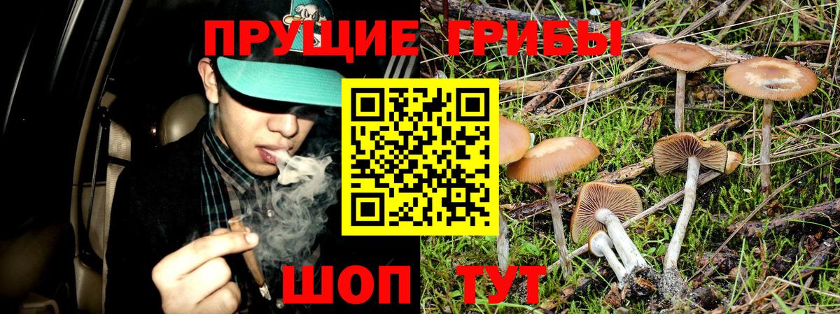 Галлюциногенные грибы Psilocybe  Вход с VPN  Узловая 